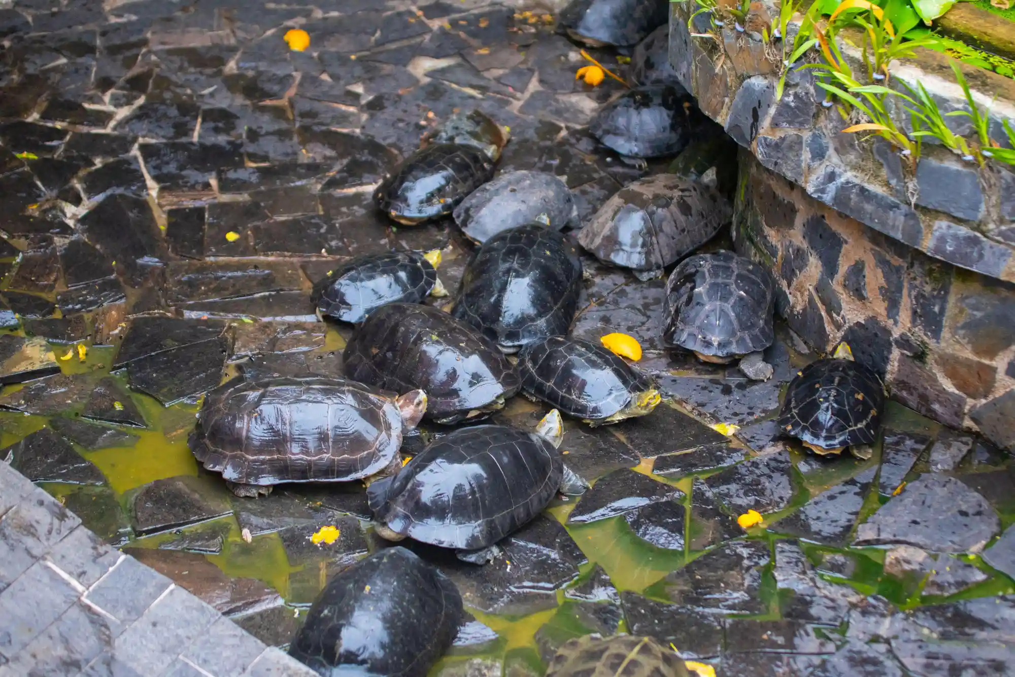 The tradition of releasing turtles at the Jade Emperor Pagoda